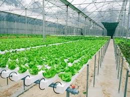 Tấm PoLy Đặc Làm Nhà Kính Dân Dụng